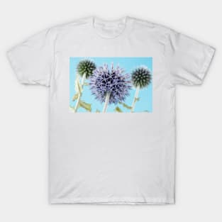 Echinops bannaticus  'Blue Globe'  Globe thistle T-Shirt